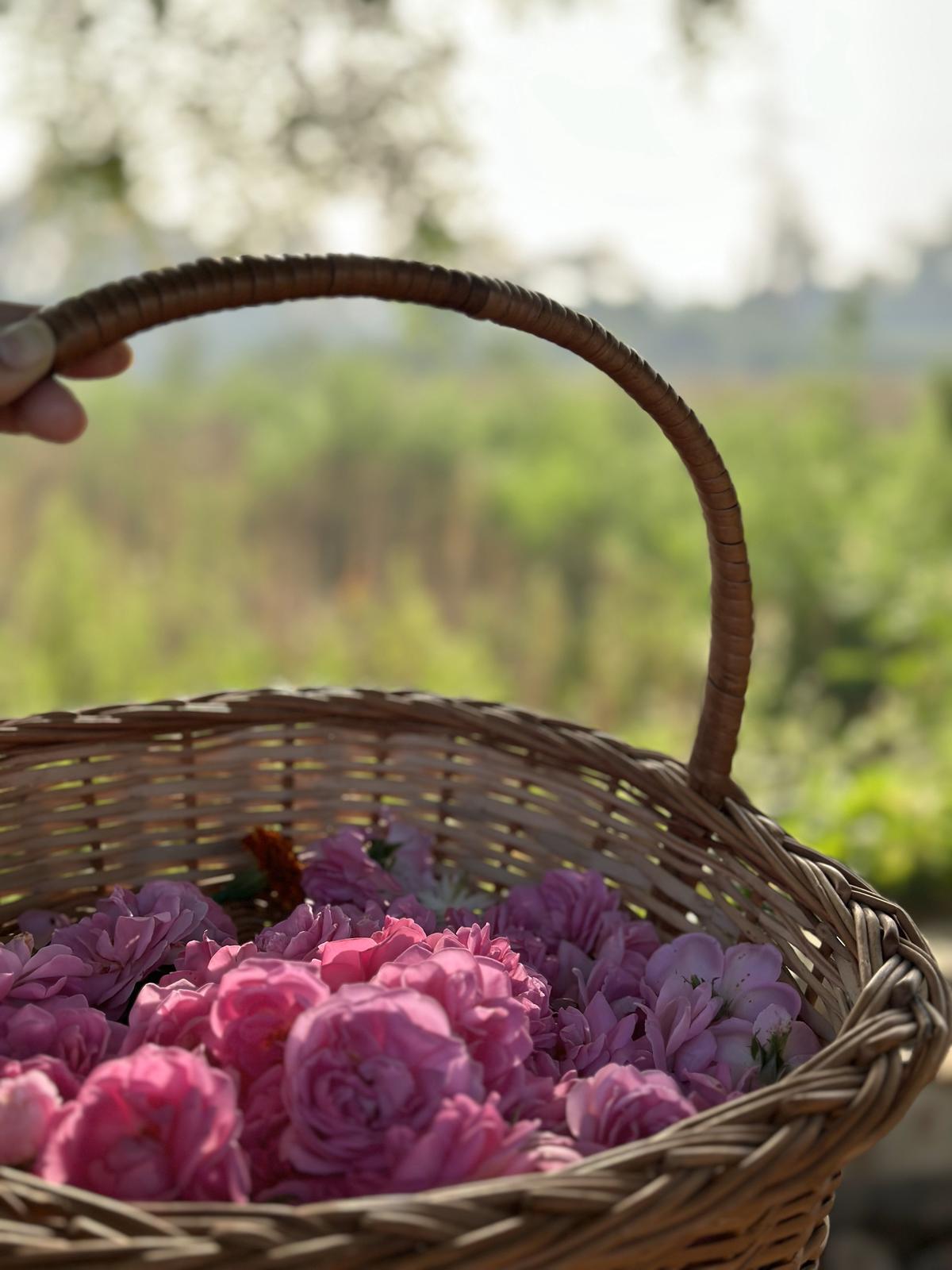 Roses ready for the distillery. 