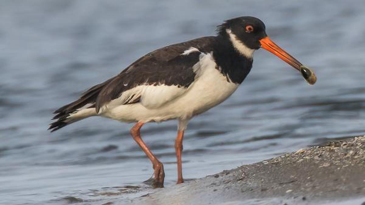 Eurasian Oystercatcher: Let the beak do the talking