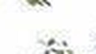 Fruit sellers under the banyans outside Chevella town.