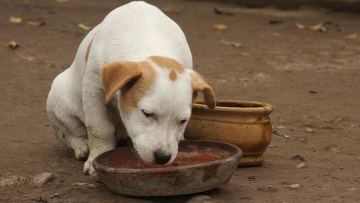 Animal water shop bowl