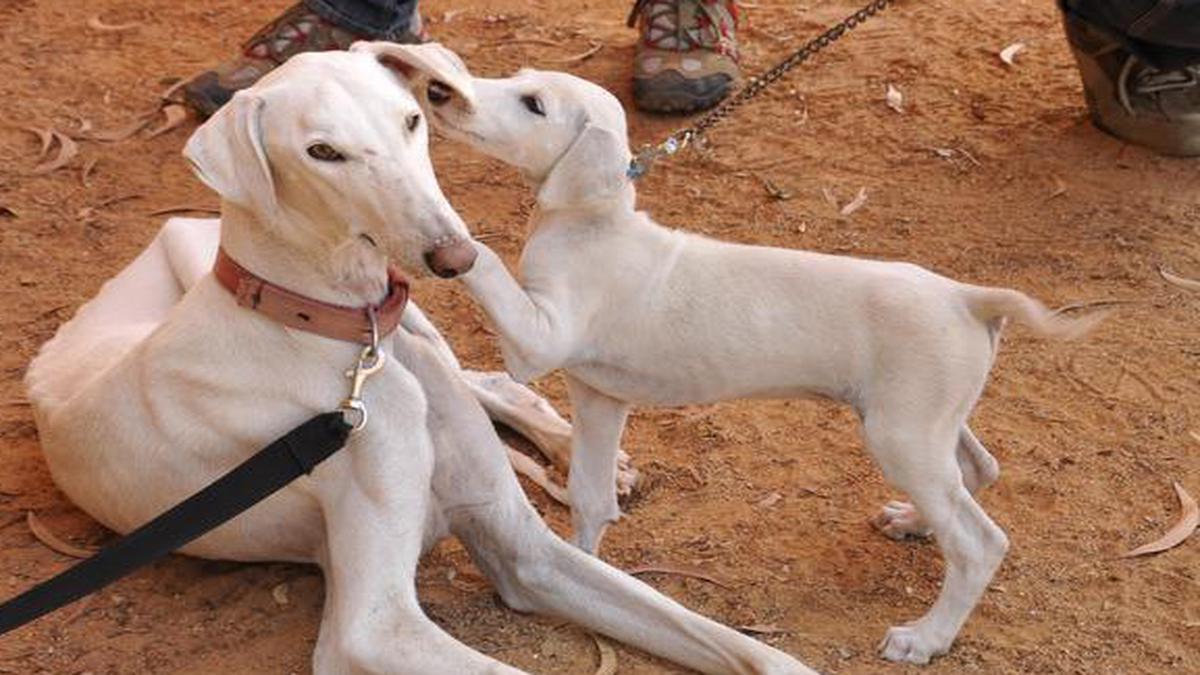 Information about 2024 mudhol hounds