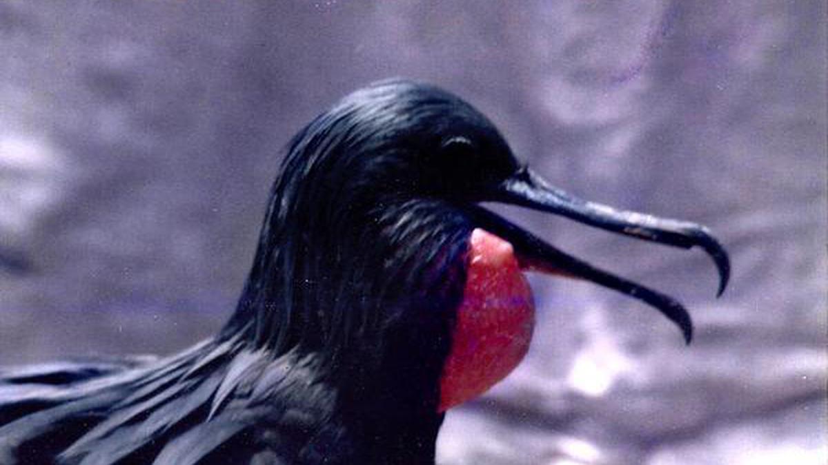 Visiting frigatebirds