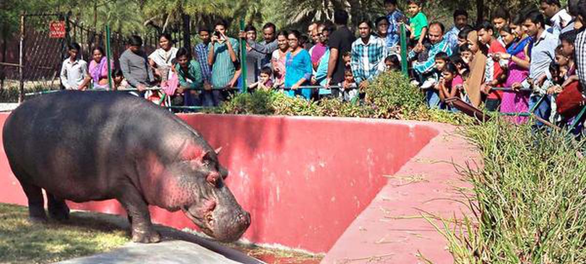 Hyderabad zoo's 'adopt an animal' scheme finds takers - The Hindu