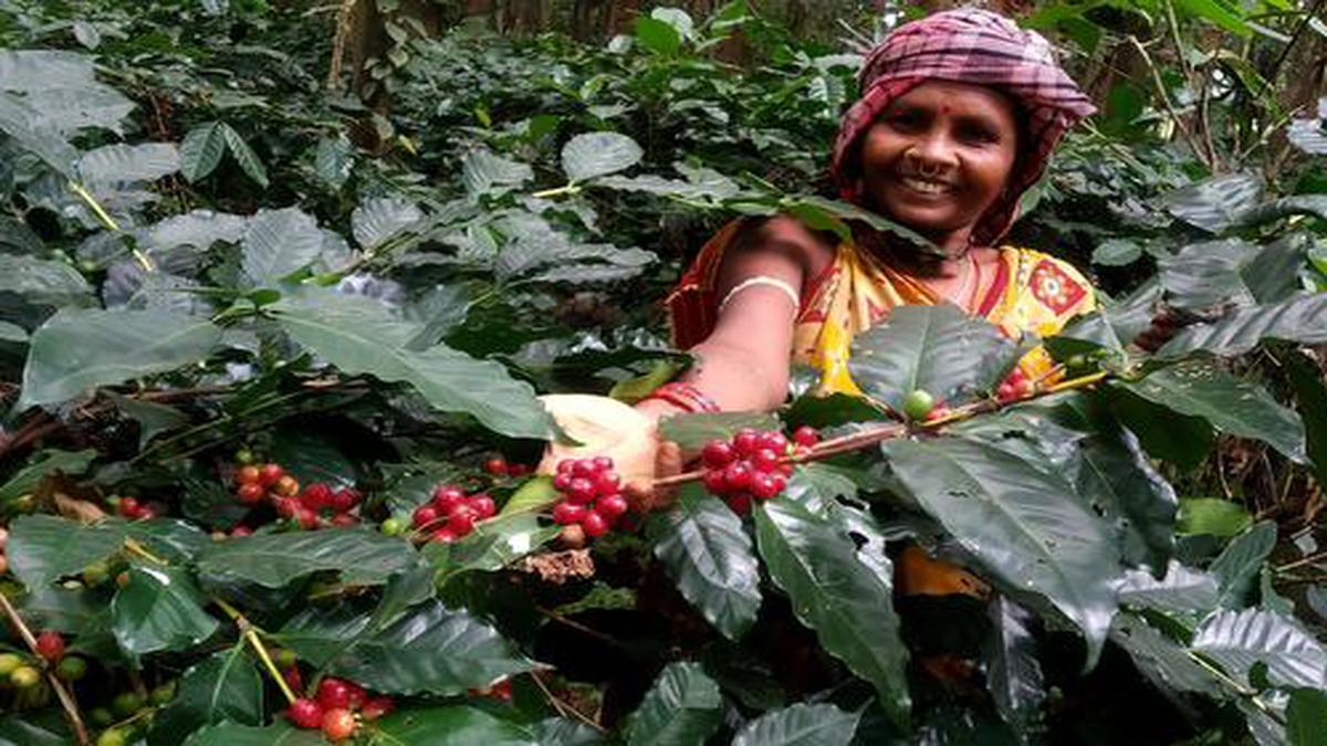 Organic coffee farming is transforming the lives of tribal communities in  Odisha's Koraput district - The Hindu
