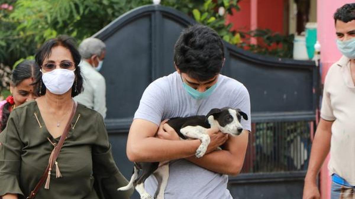 The Pawsome People Project organises a street dog collaring drive in