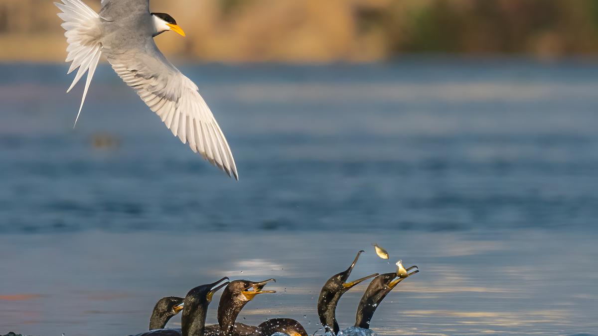 Birder continues to create magic with photography skills