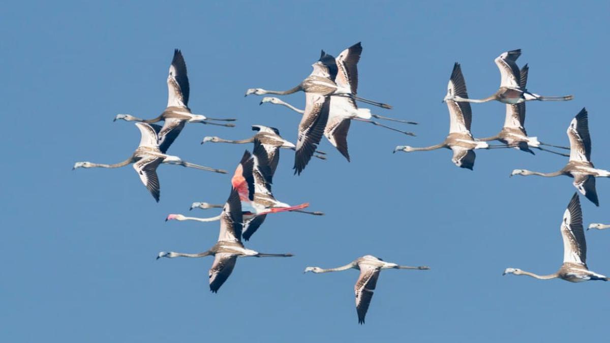 Flamingos back at Ameenpur lake