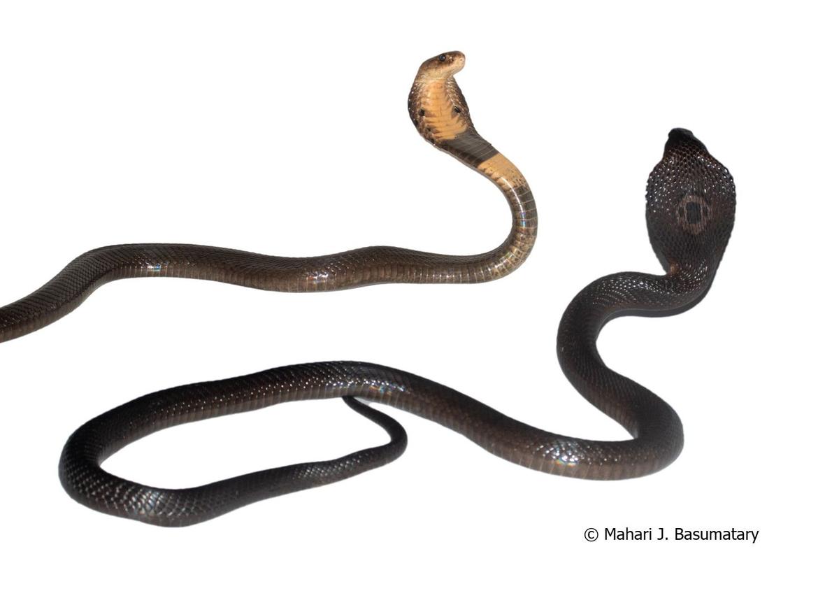 Najaka Routhia. Photo: Special Arrangement Najaka Routhia. Photo: Special Arrangement