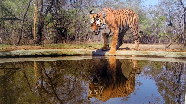 Tigers in Andhra Pradesh forest documented for the first time