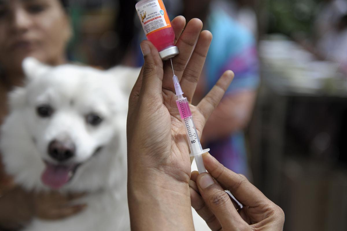 what is dog rabies vaccine