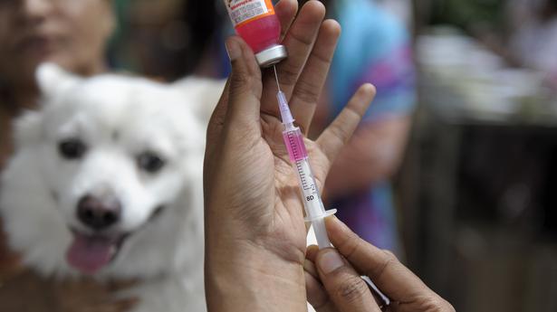 Journée mondiale des zoonoses |  Indian Immunologicals lance une campagne nationale de vaccination contre la rage