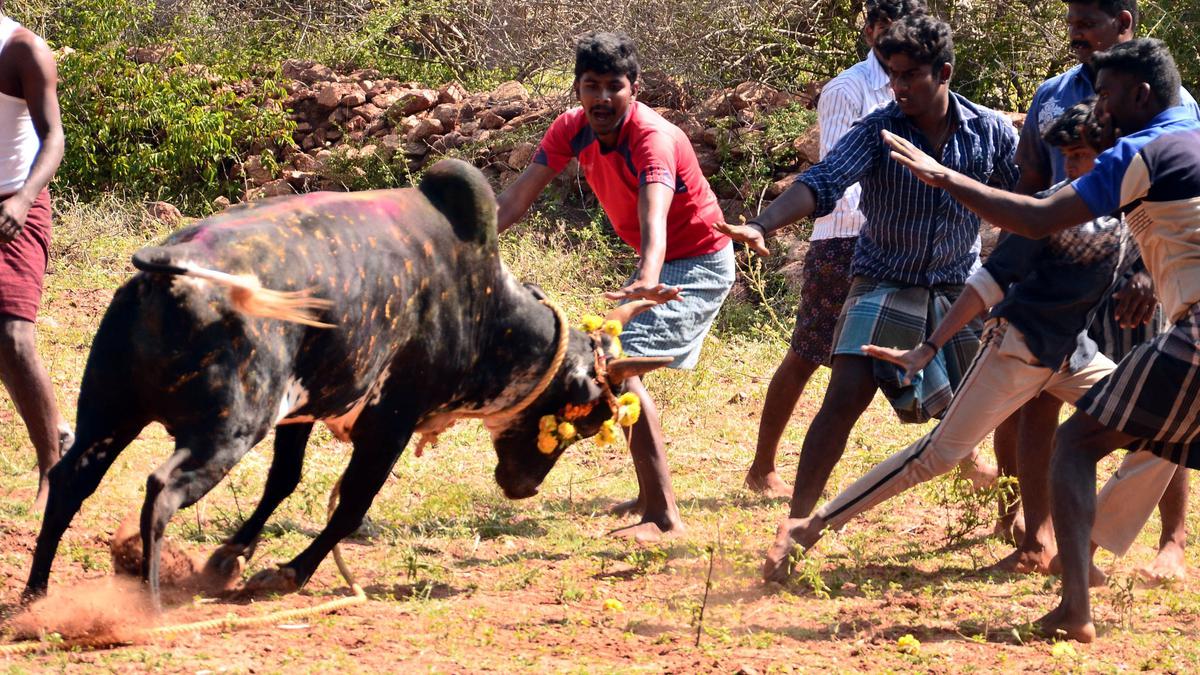 Jallikattu: ethics versus entrenched traditions - The Hindu Jallikattu: ethics versus entrenched traditions - The Hindu