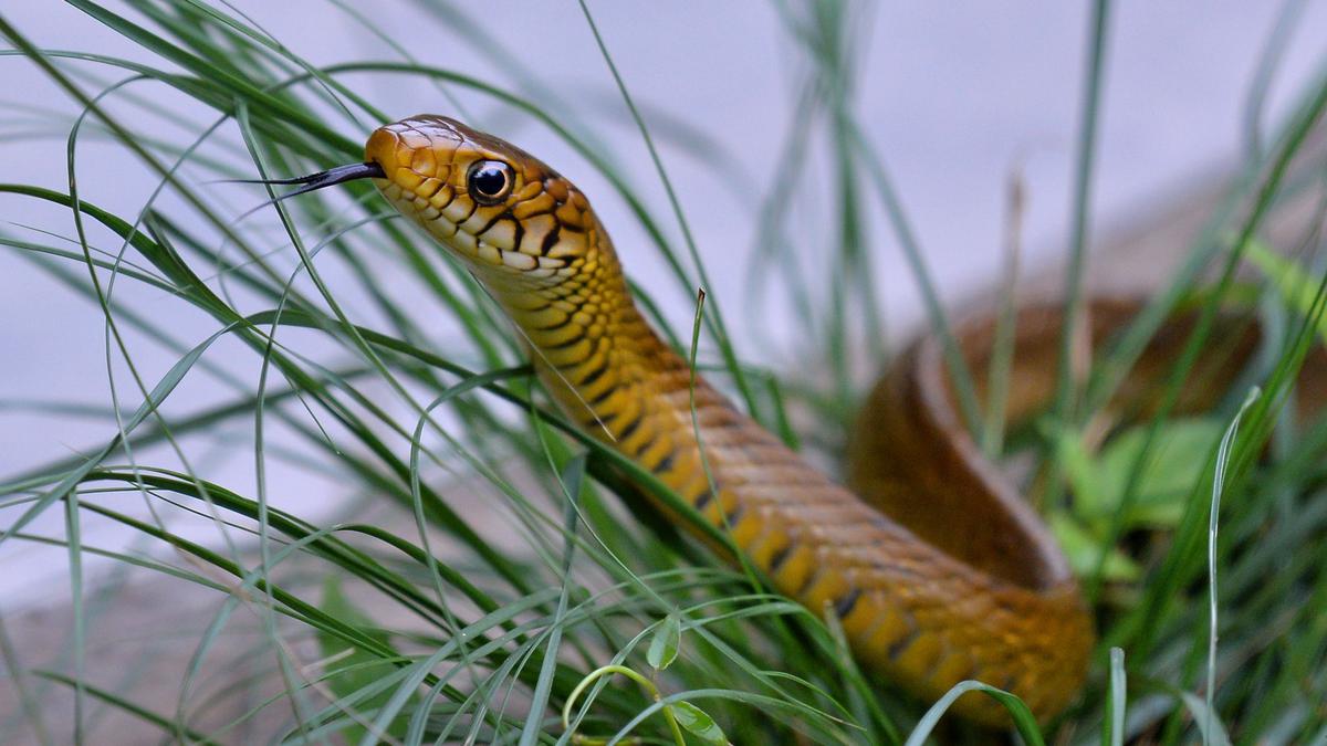 Indian Rat Snake vying for official reptile of Kerala status