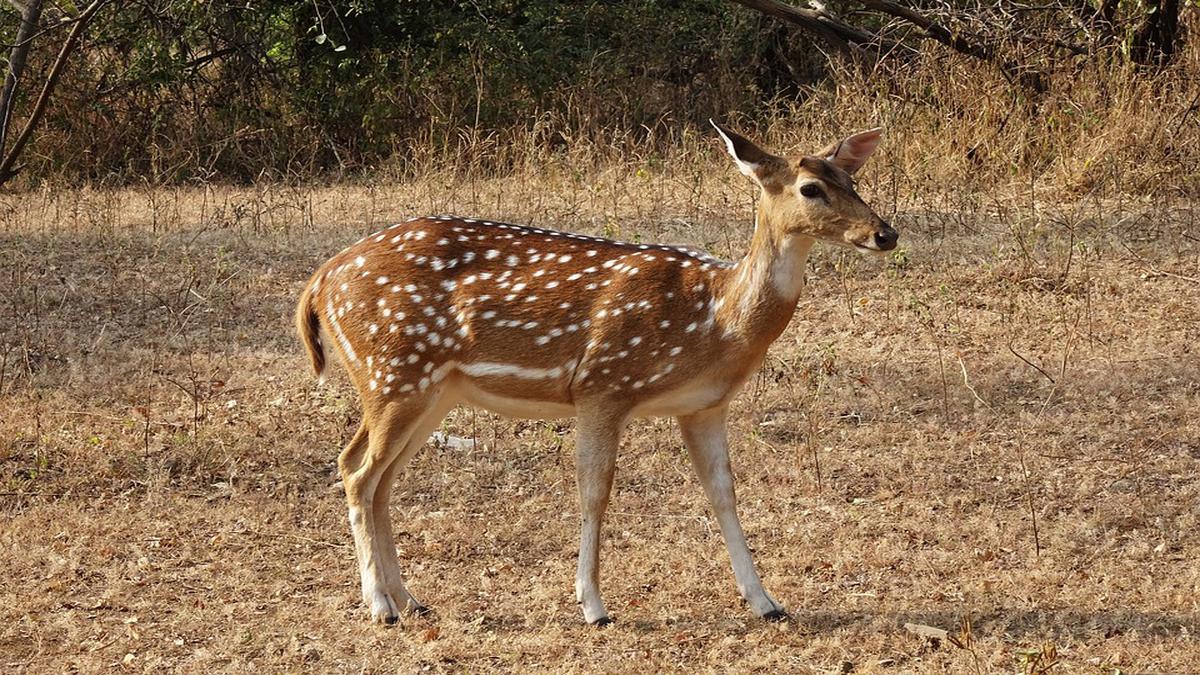 chital-75332-biofaces-bring-nature-closer