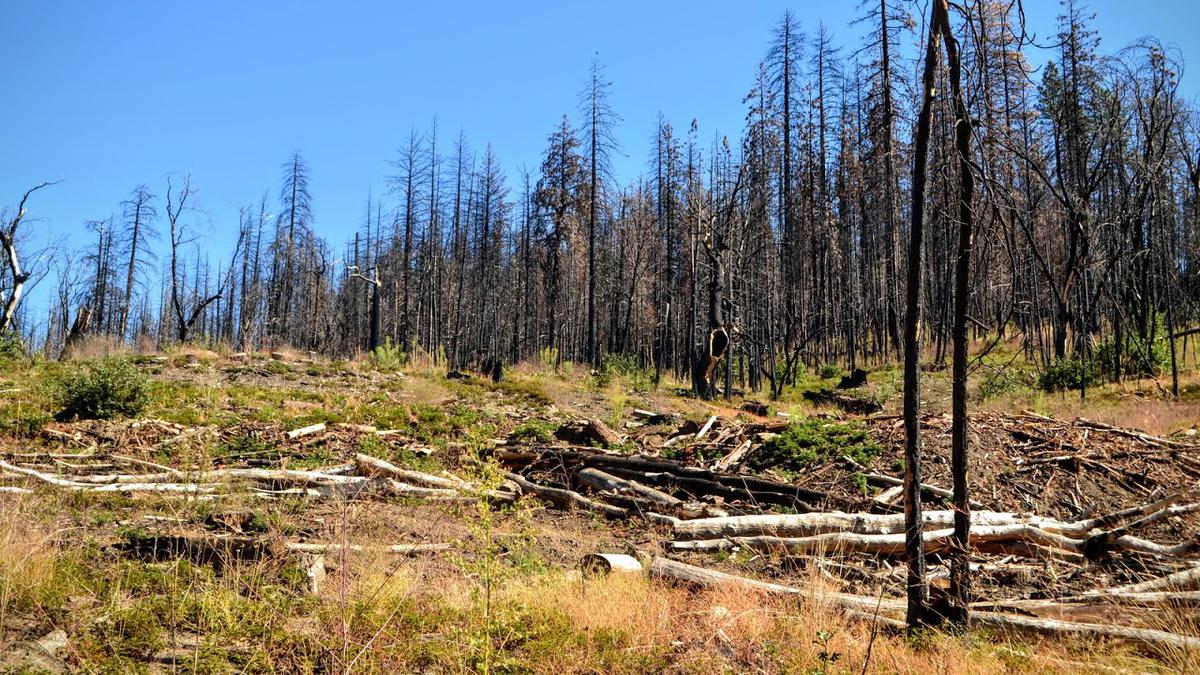 Forest fires, drought and melting snow caps: California’s new normal ...