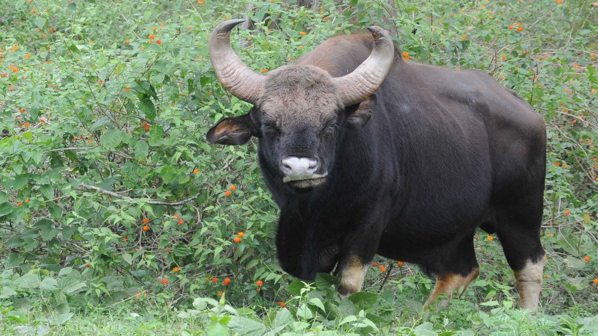 gaur