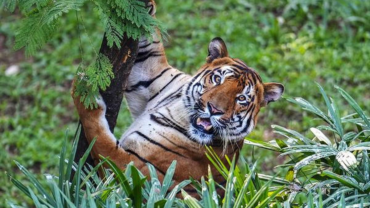Supreme Court committee recommends phased creation of Goa Tiger Reserve