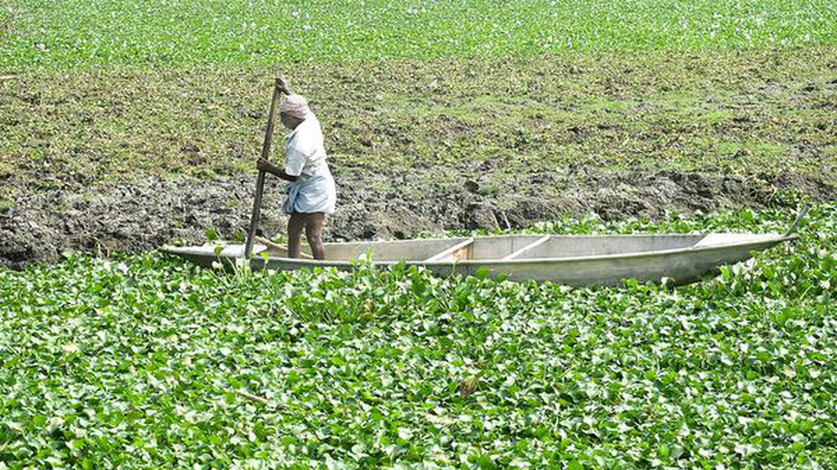 Fresh lease of life for wetlands