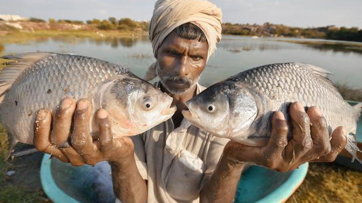 Low intake of vital fatty acids in children ICMRNIN The Hindu