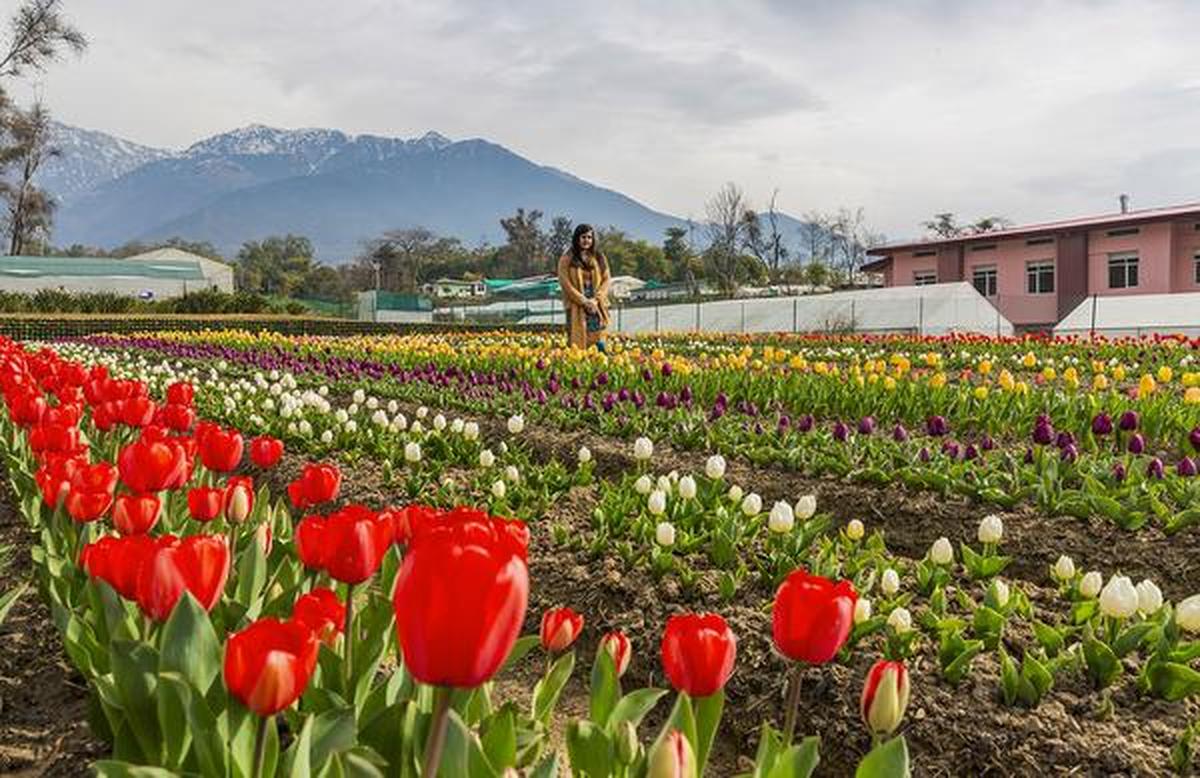 Watch: How Kashmir scientists made tulips bloom early