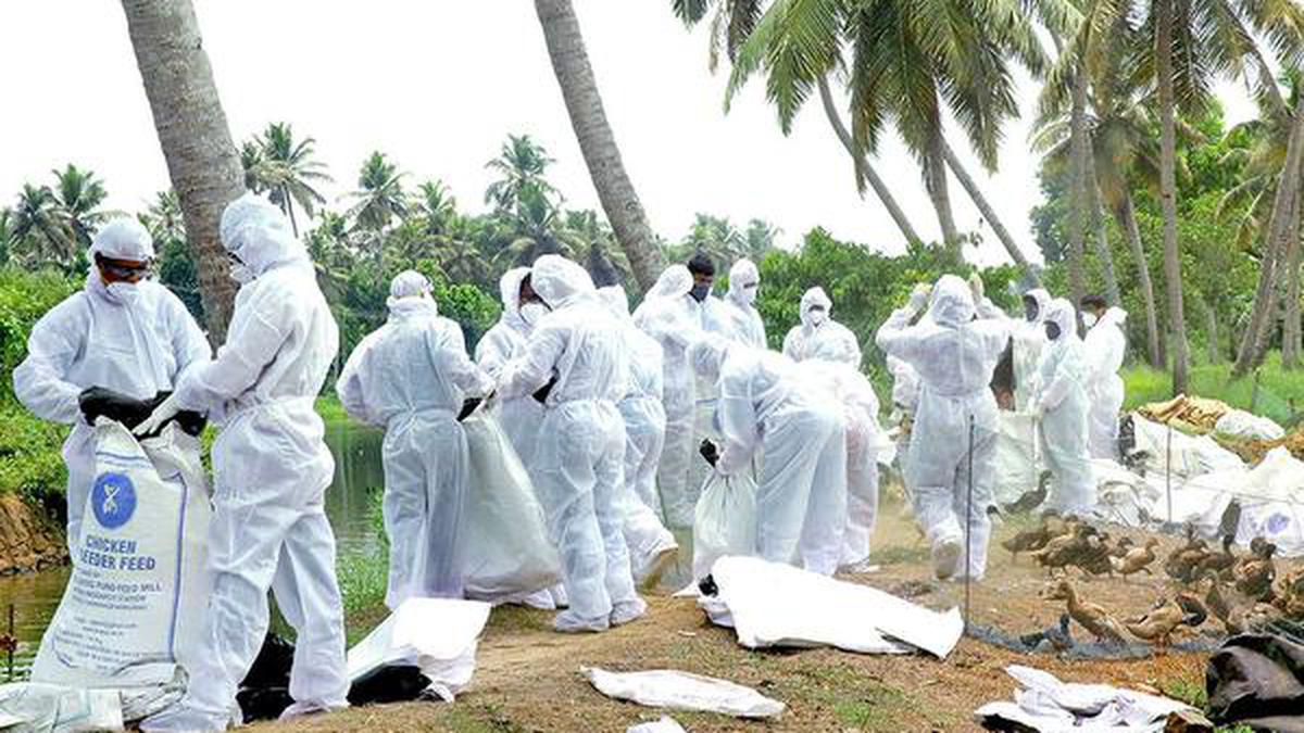 Central team takes stock of bird flu situation in Alappuzha