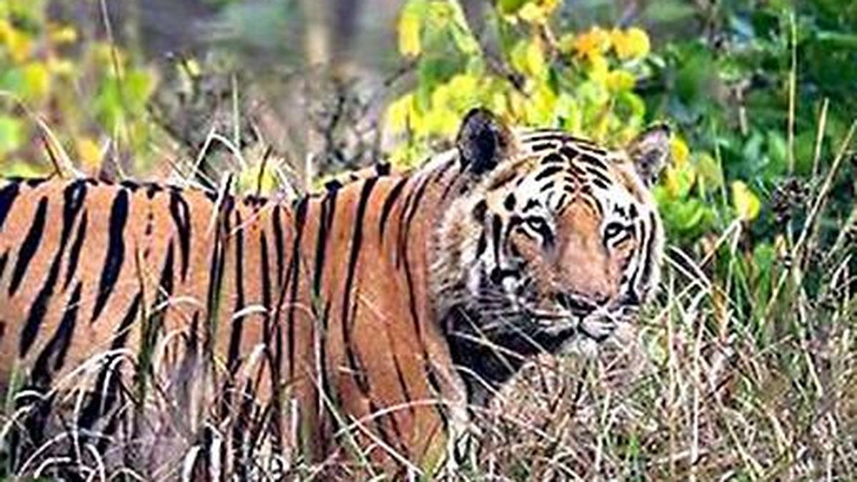 Tiger makes two cattle kills in four days in Jagtial