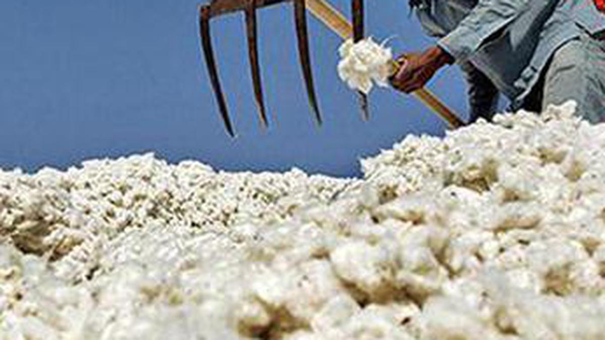 High prices may impact India cotton exports