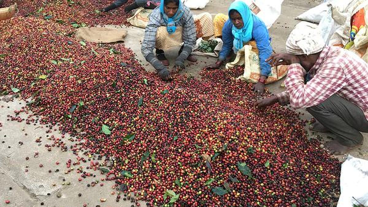 Coffee exports rise as Europe braces for European Union Deforestation Regulation