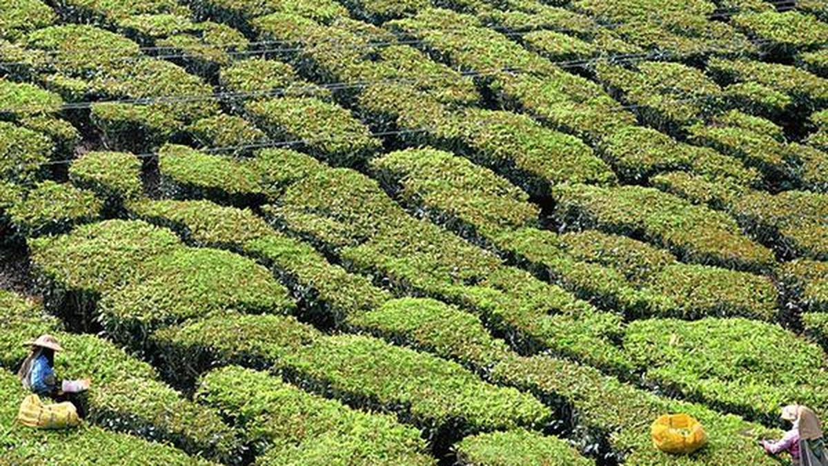 Tea industry calls for scientific quality grading of tea