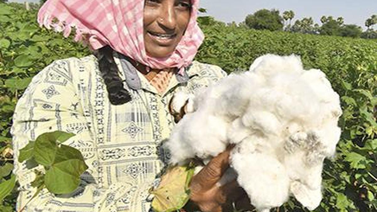 Cotton imports increase despite pressure on Indian cotton prices