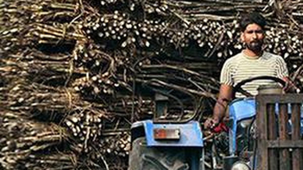 Sugar mills to report 5-8% revenue growth in FY26 on better cane supply: ICRA Report