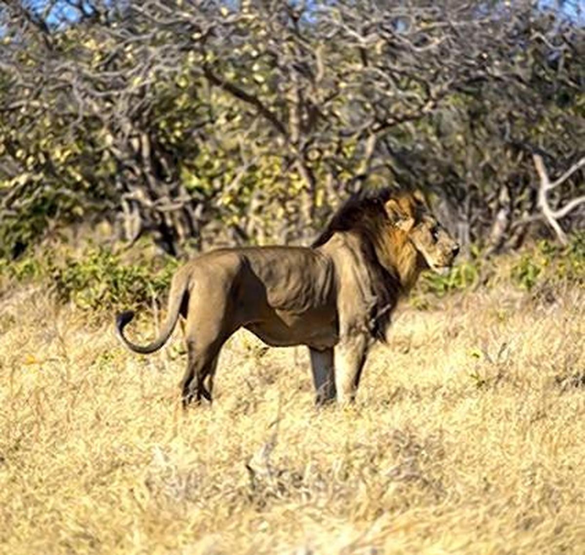 A male lion at Botswana’s Chobe National Park 