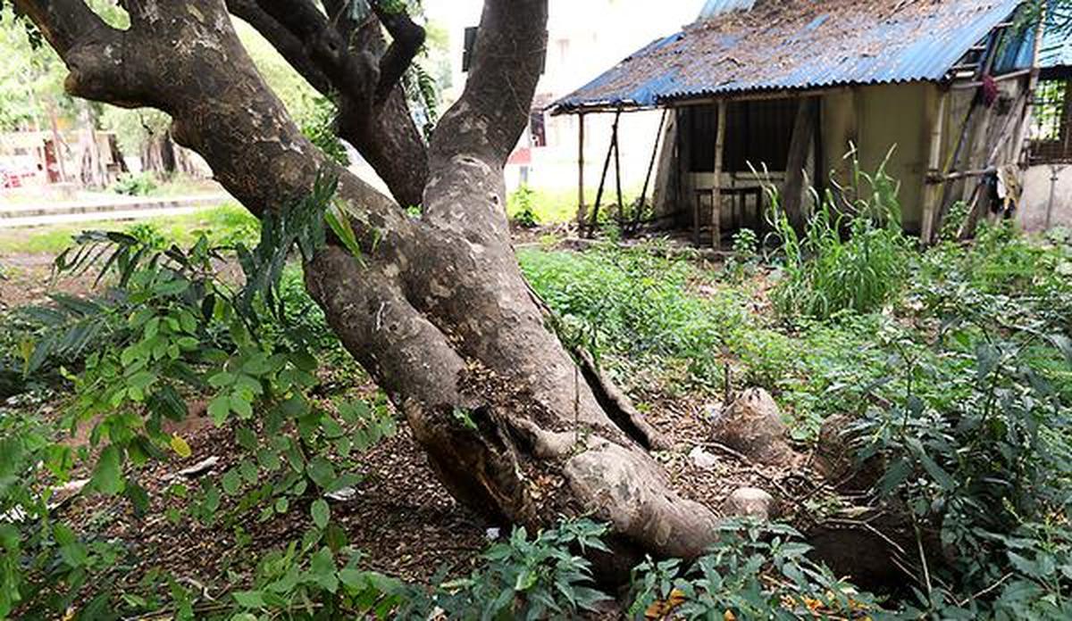 T.D. Babu, member of the Chennai District Green Committee, points out that the base of the tree bears scars of the past, having been scorched.