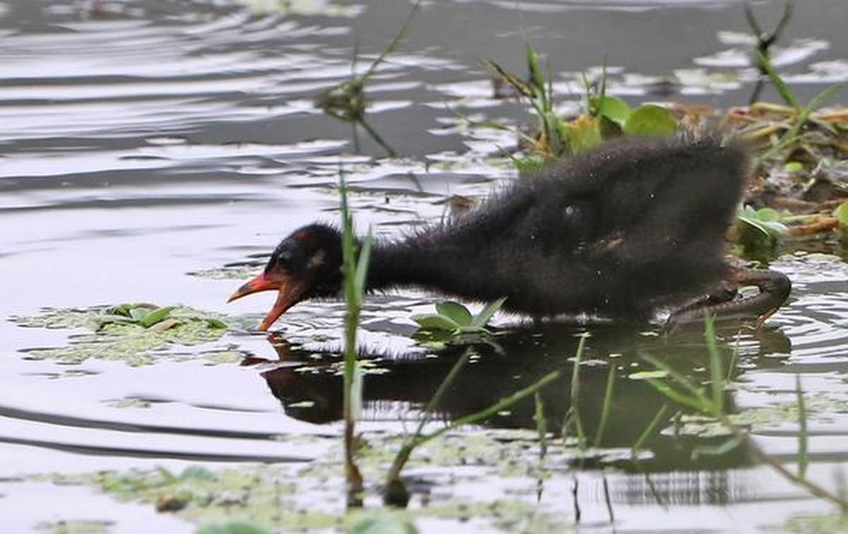 A Common moorhen chick at Indira Priyadarshini Nagar in Perumbakkam on July 25, 2025. A Common moorhen chick at Indira Priyadarshini Nagar in Perumbakkam on July 25, 2025.