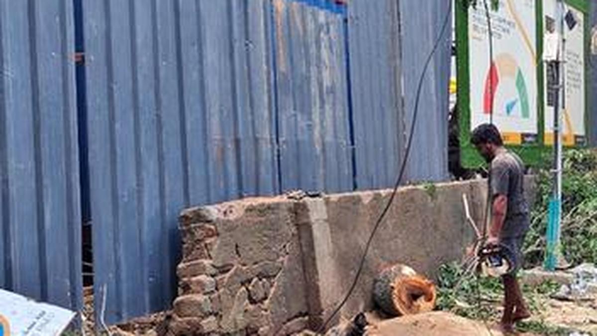 Two trees axed; Chennai residents sound the alarm