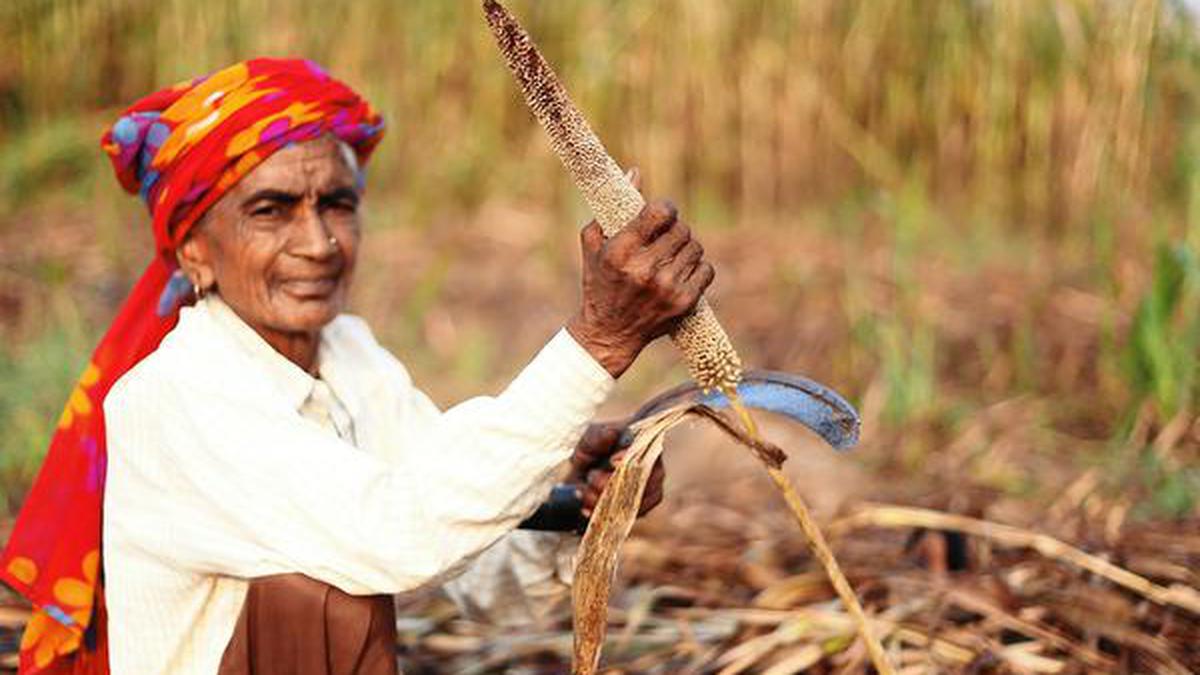 The new millet wave: Why more people are talking about the grains now