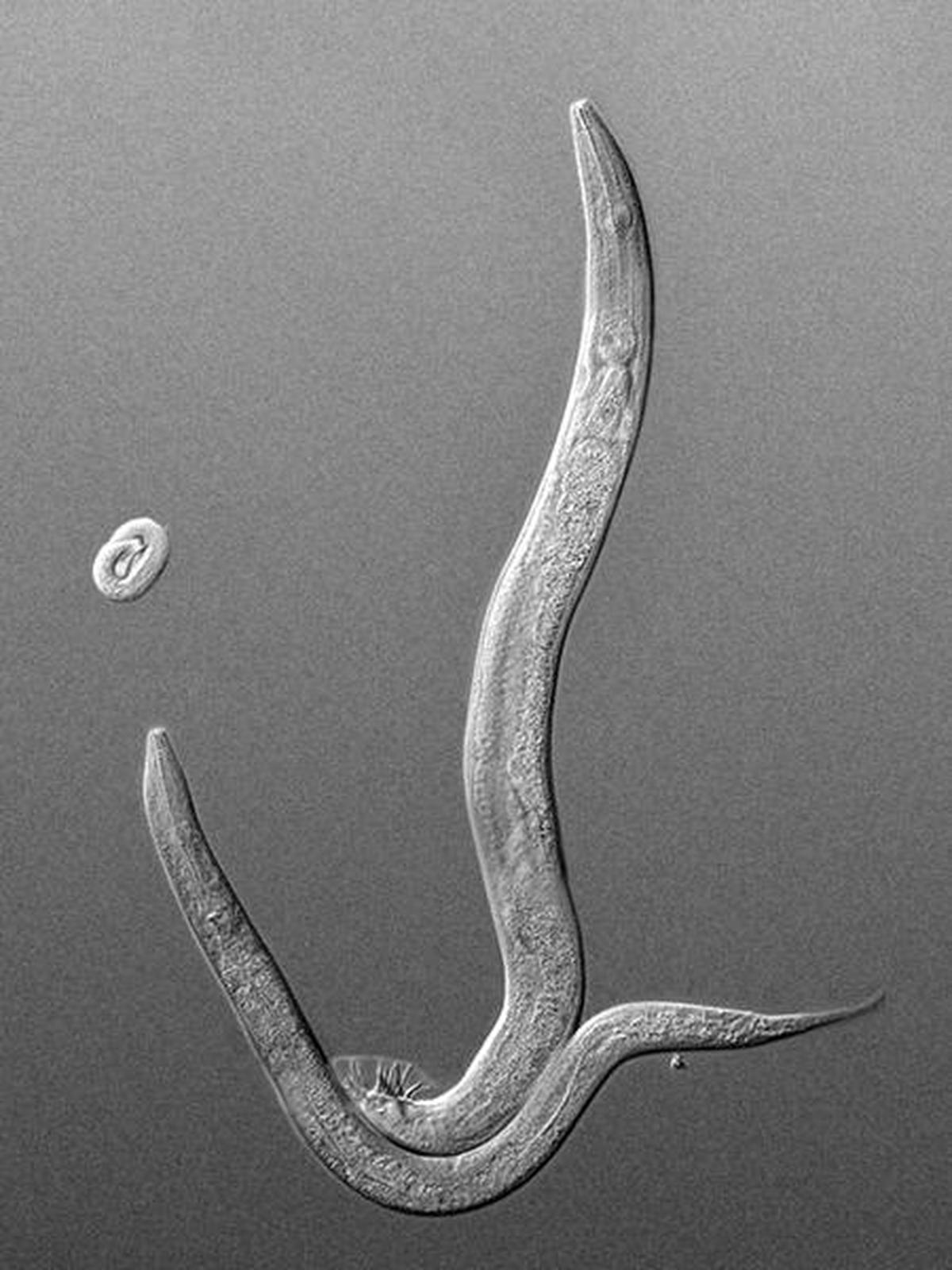 Roundworms do inherit info on threats to avoid, but with a catch