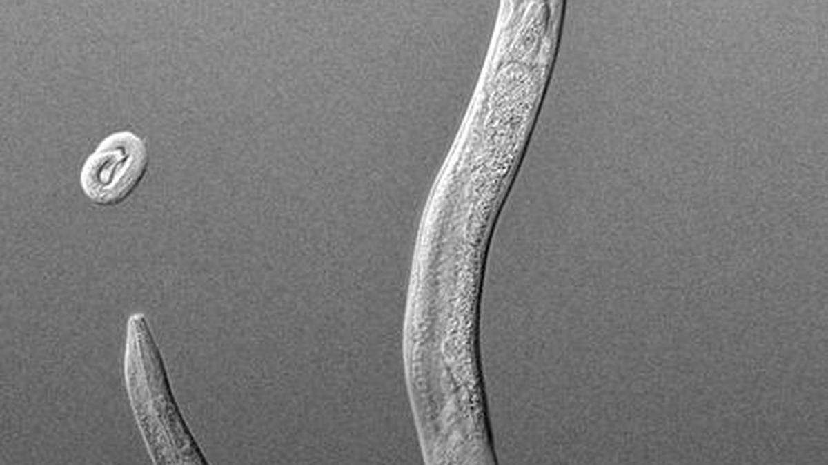 Roundworms do inherit info on threats to avoid, but with a catch
Premium