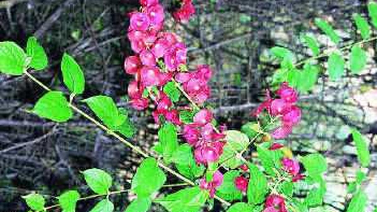 Cup and saucer plant The Hindu