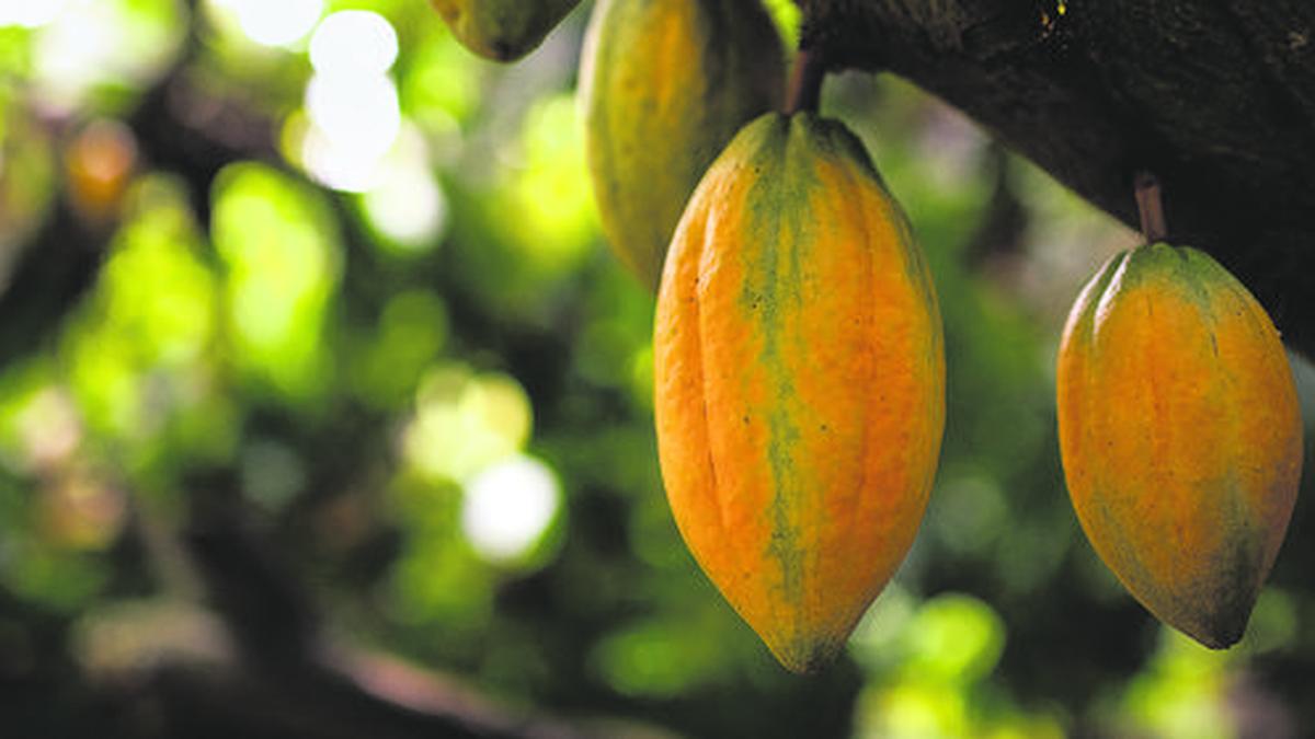 Will chocolate’s future hinge on success of growing cocoa in the lab?