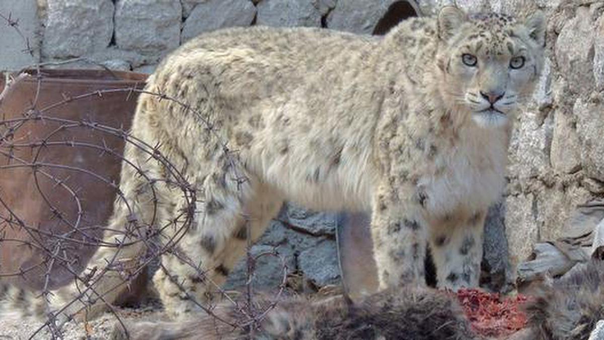 Tracking the elusive snow leopard in Himachal Pradesh - The Hindu