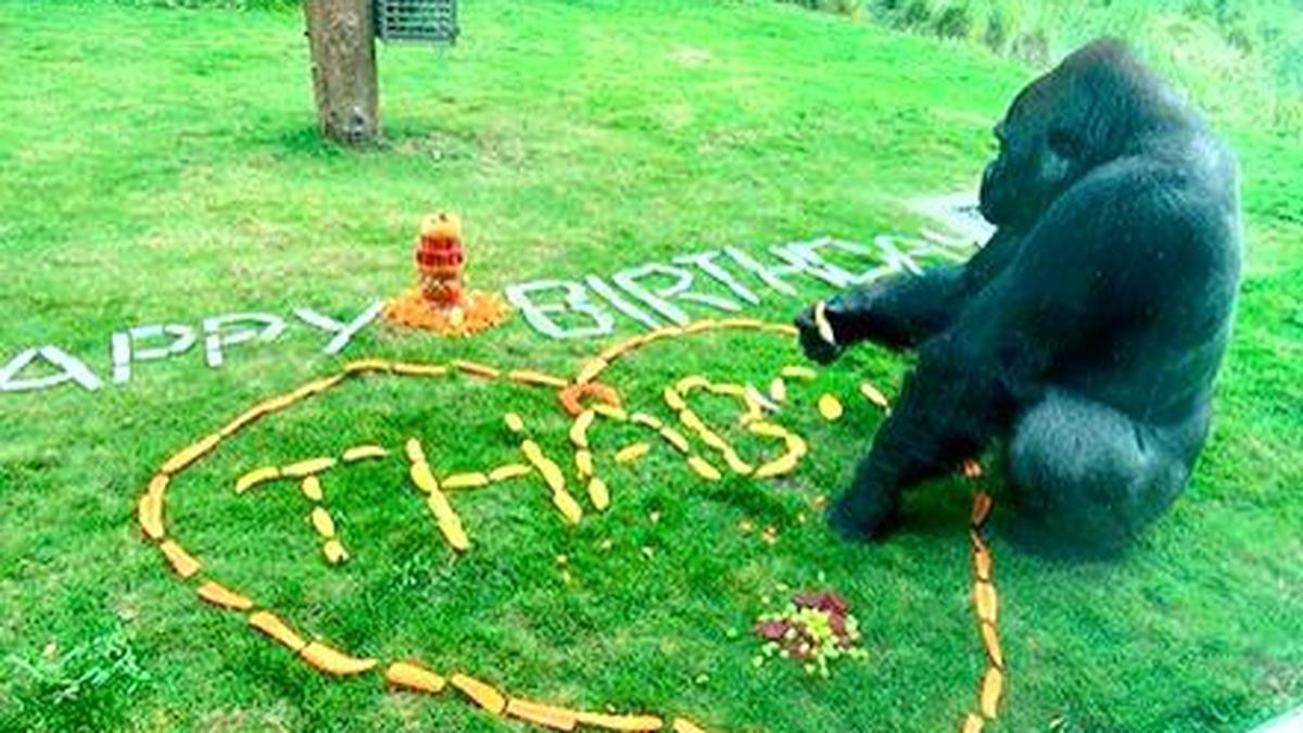 Mysuru to host conference of national zoo directors on January 18-19