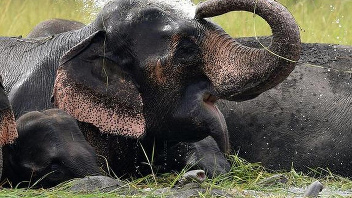 More than 500 people, 100 elephants die every year due to humananimal