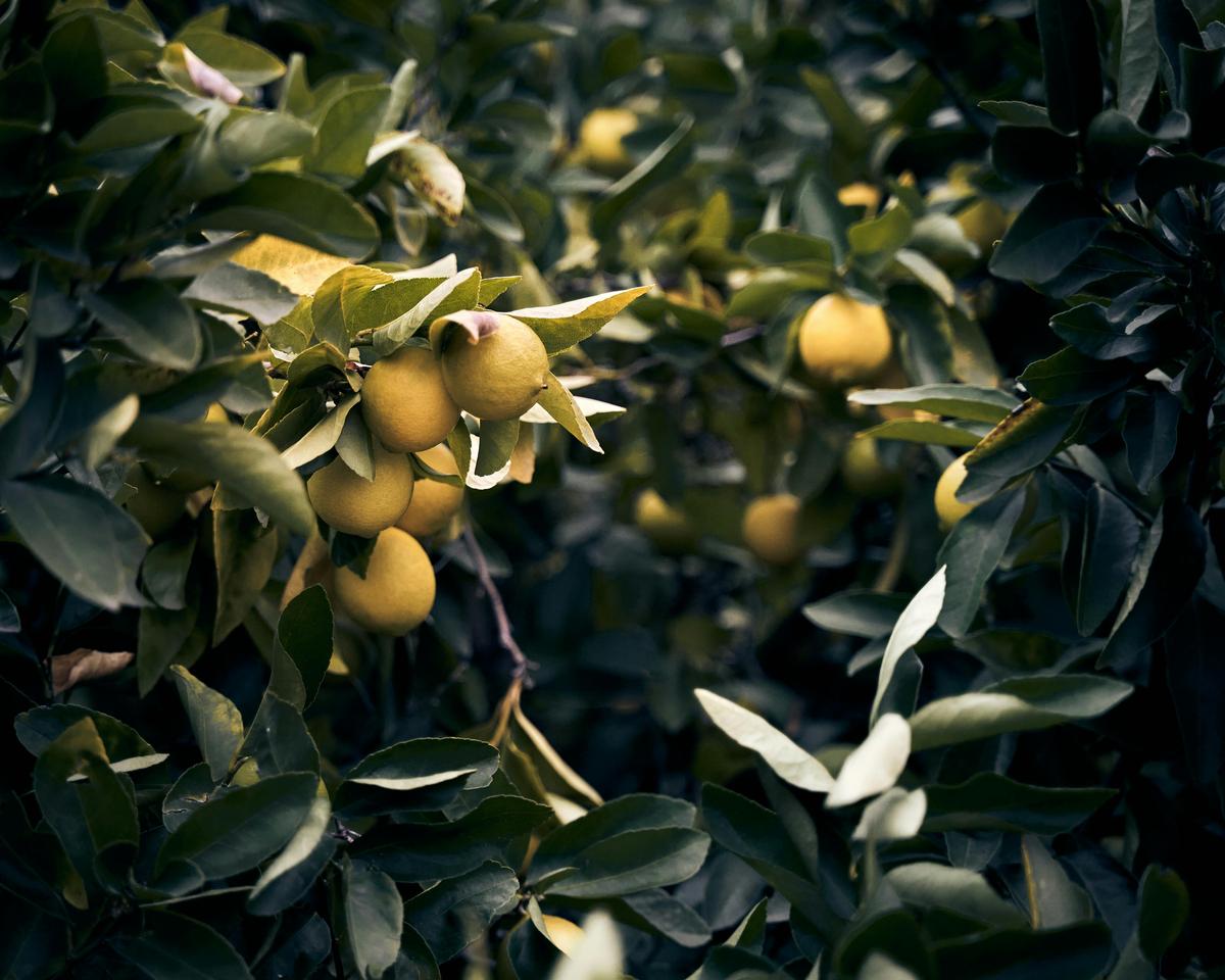 When life gives you lemons, make lemonade When life gives you lemons, make lemonade