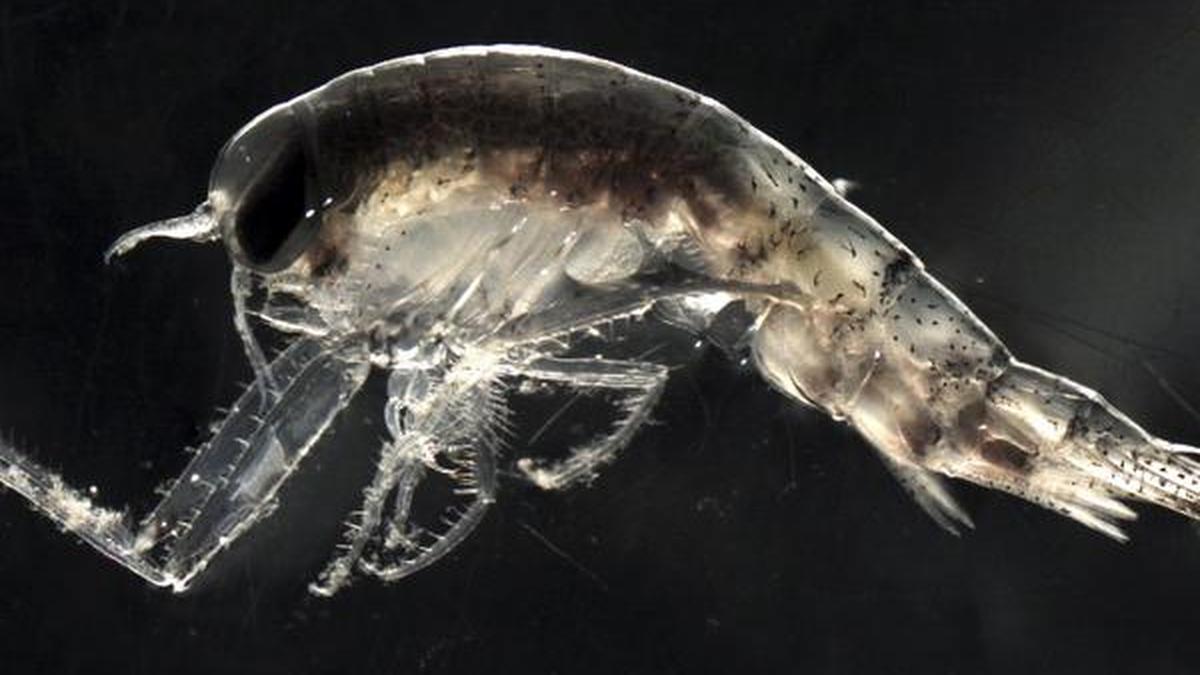 Small changes in oxygen levels have big implications for ocean life