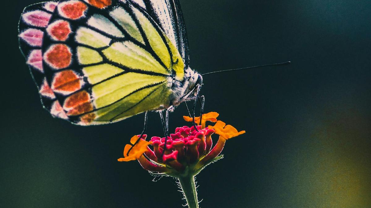 How do butterflies taste?
