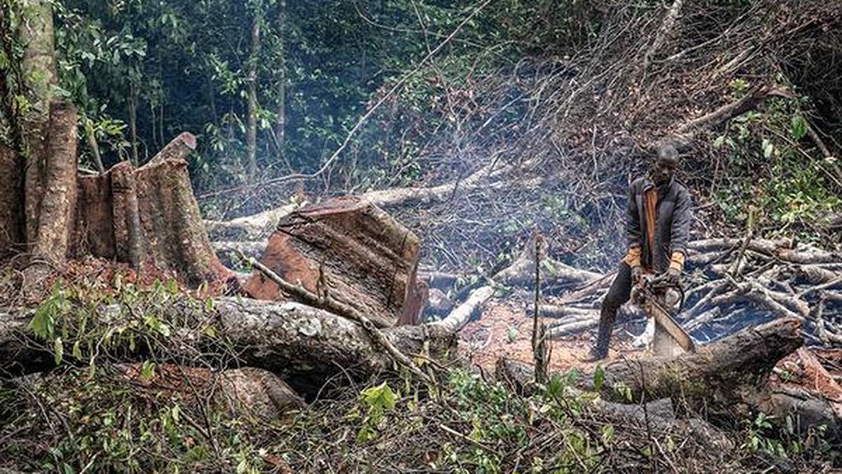 Forests nearly the size of Ireland lost in 2023, says study