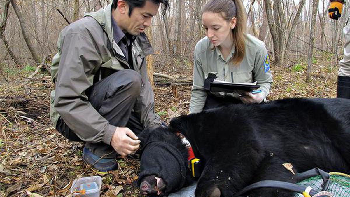 Human-wildlife conflict costing bear lives in Japan