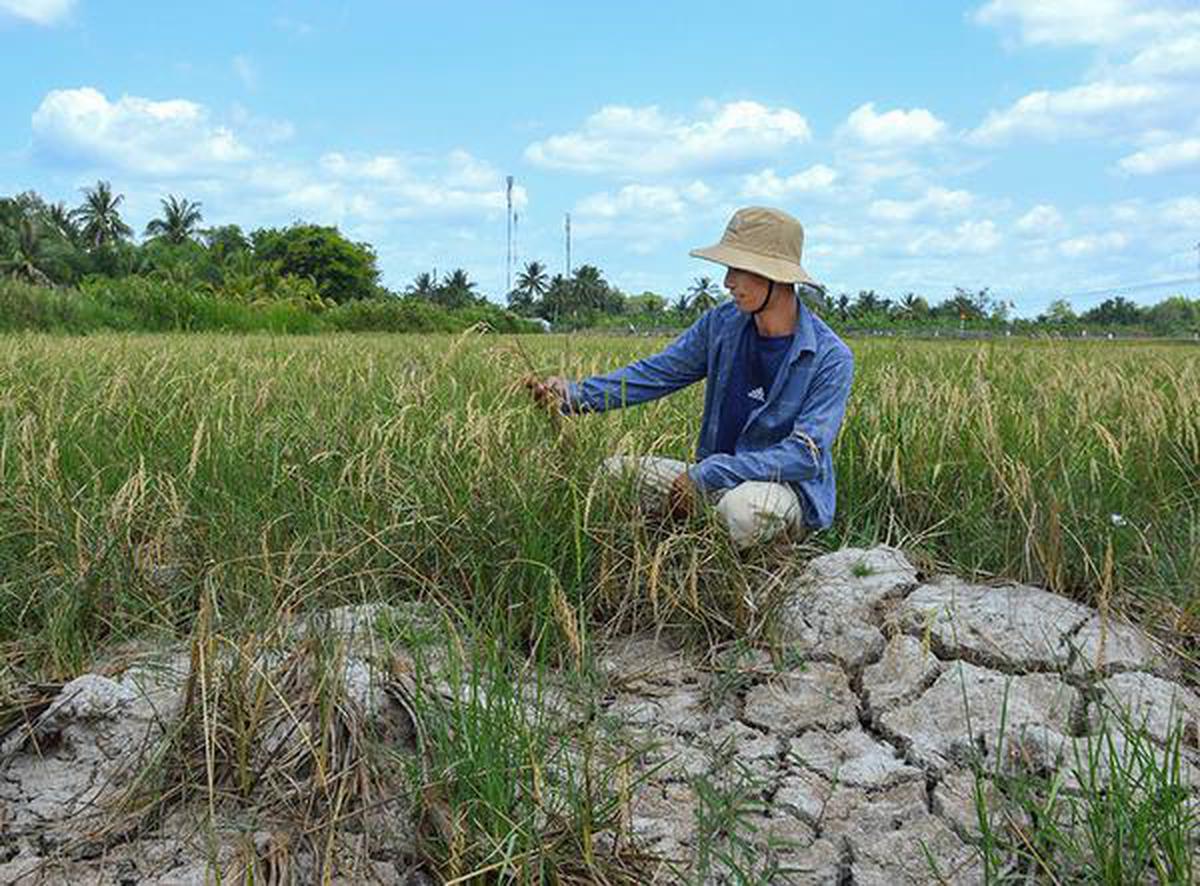 'Bát cơm' của Việt Nam nứt nẻ khi nước mặn dâng cao