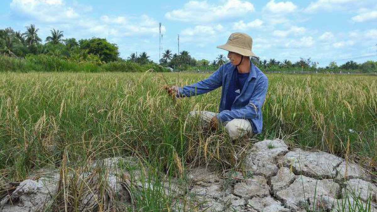 Vietnam’s ‘rice bowl’ about to crack as saltwater levels rise